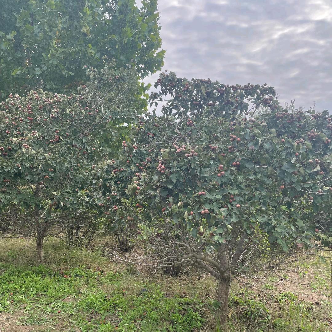 小草大树