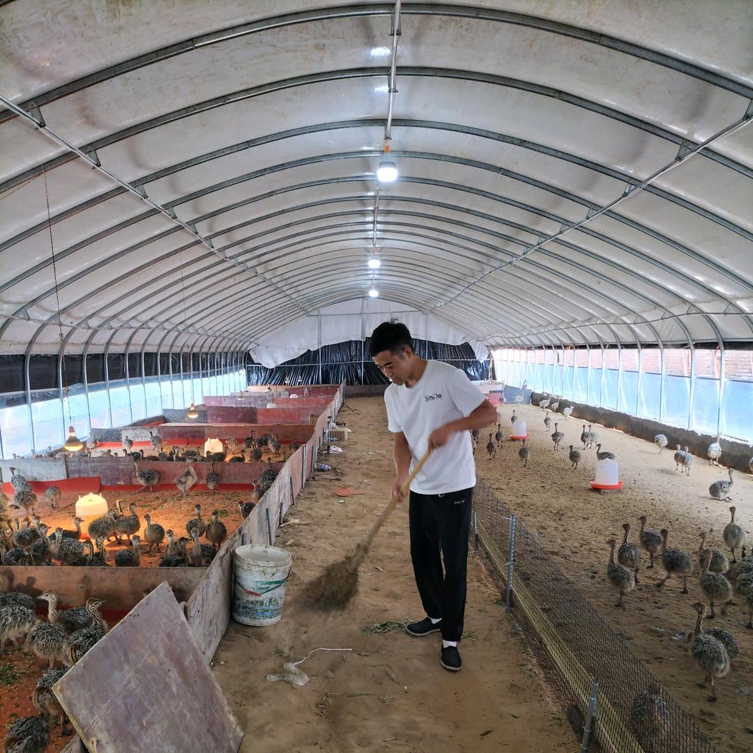河南商丘鸵鸟养殖