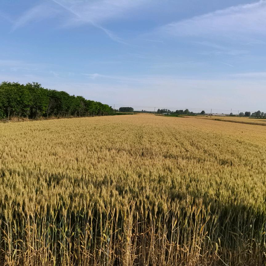 用户6623315948448金陵老欧