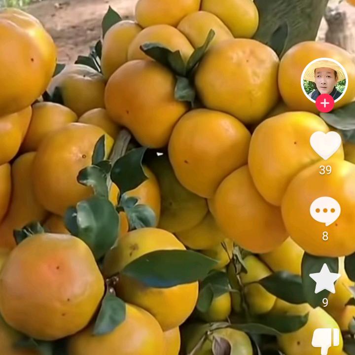 随变