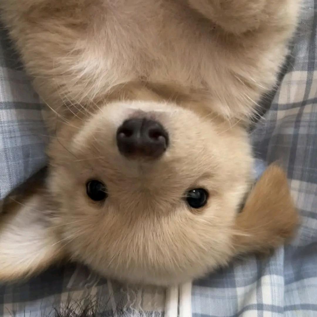 怎么呆呆的