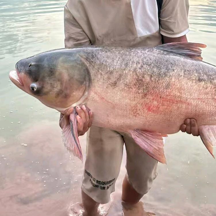 威远鲢鳙🐟猎手战队（猎手）
