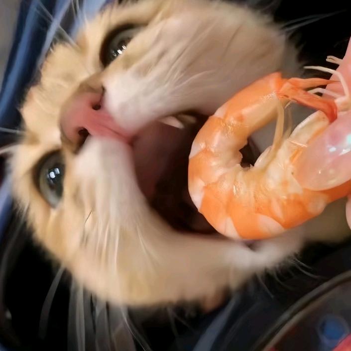 雪小馋猫