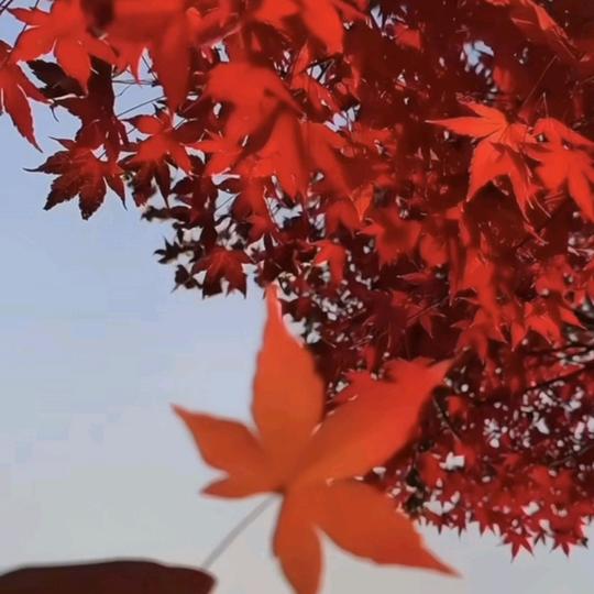 今天比明天更好🌹