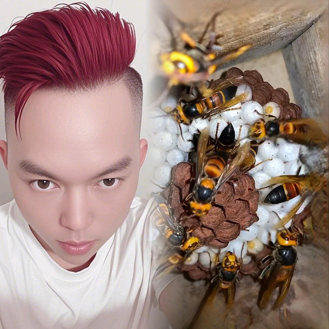 老同抓蜂（技术教学）