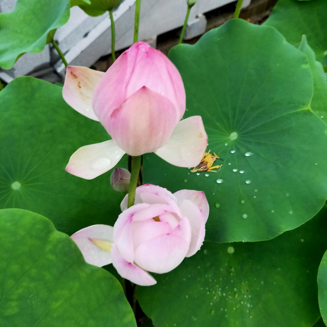 朵啦