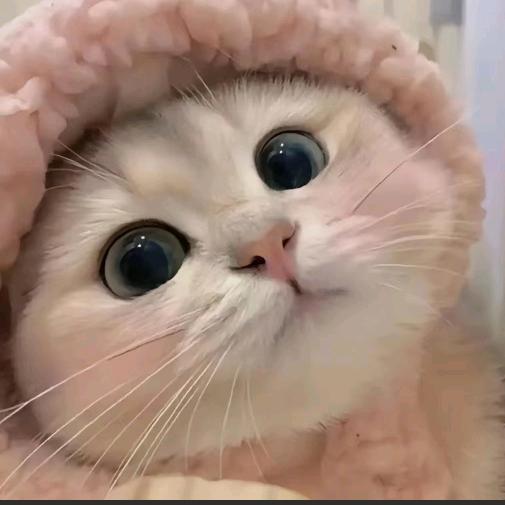 米琪猫猫✋~