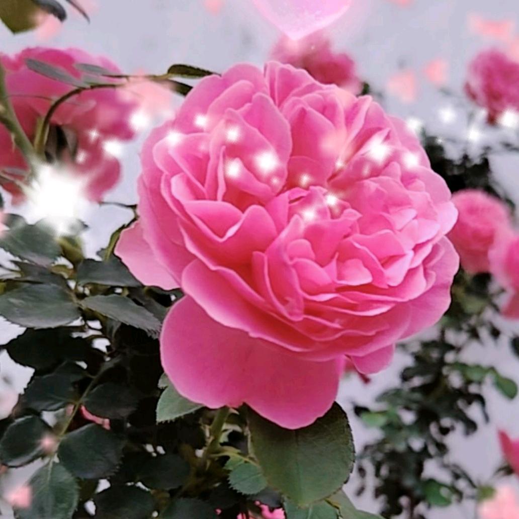 😊🌹风雨🌸之后🌸玫瑰🌹😃