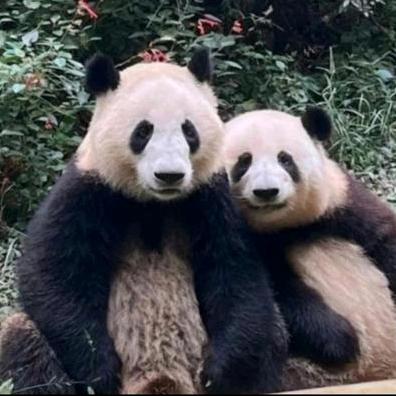 小韵儿愛🐼愛帅锅