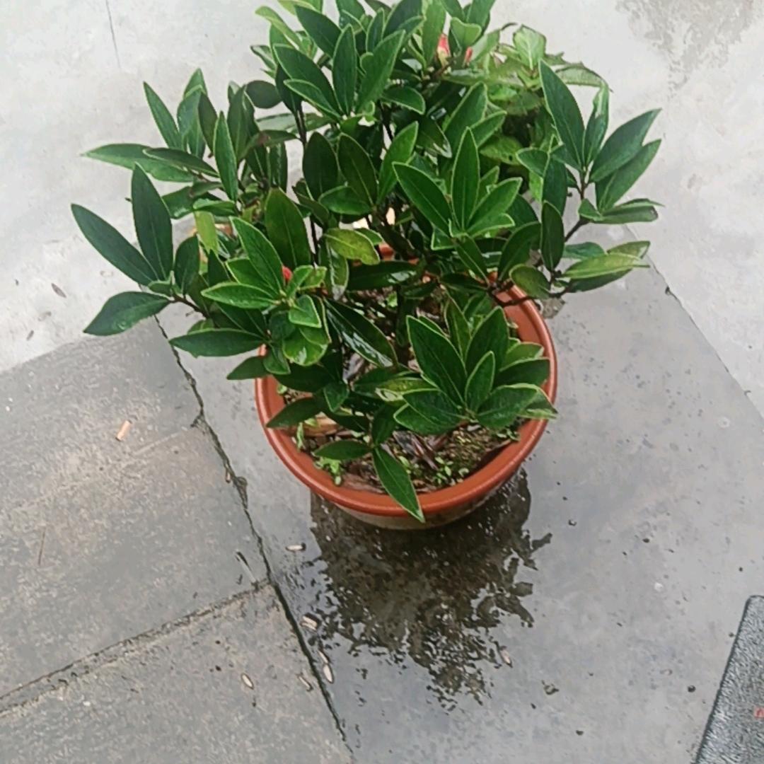 蓝蓝的天空