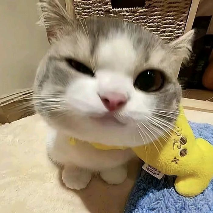 Alei嗷呜