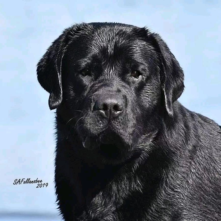 时光伴侣拉布拉多犬舍直播号1