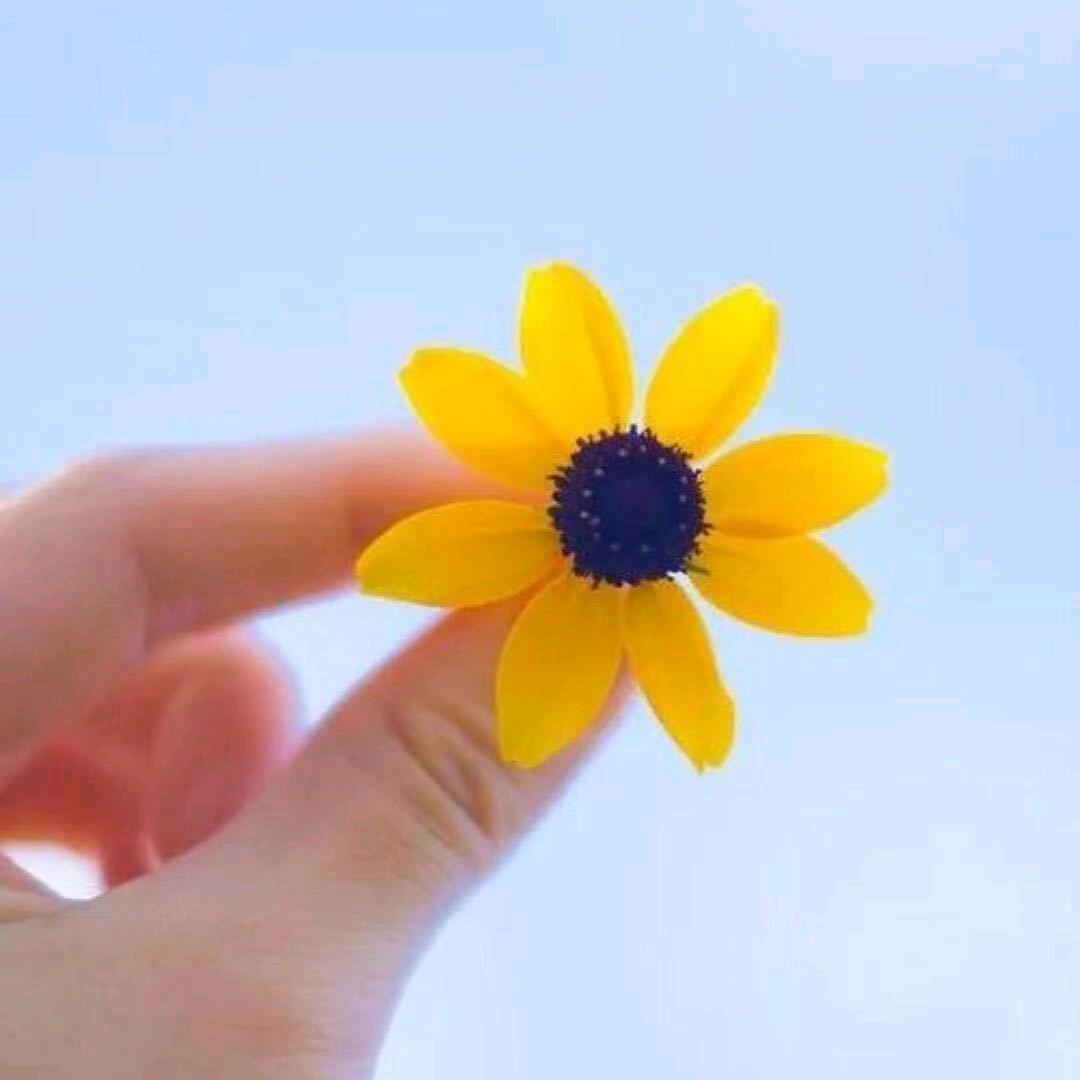 火龙果