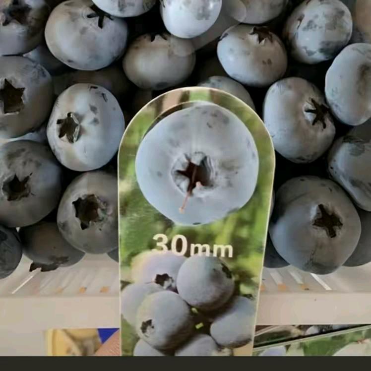 山东奕霖蓝莓有限公司