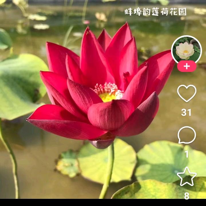 美丽的草原