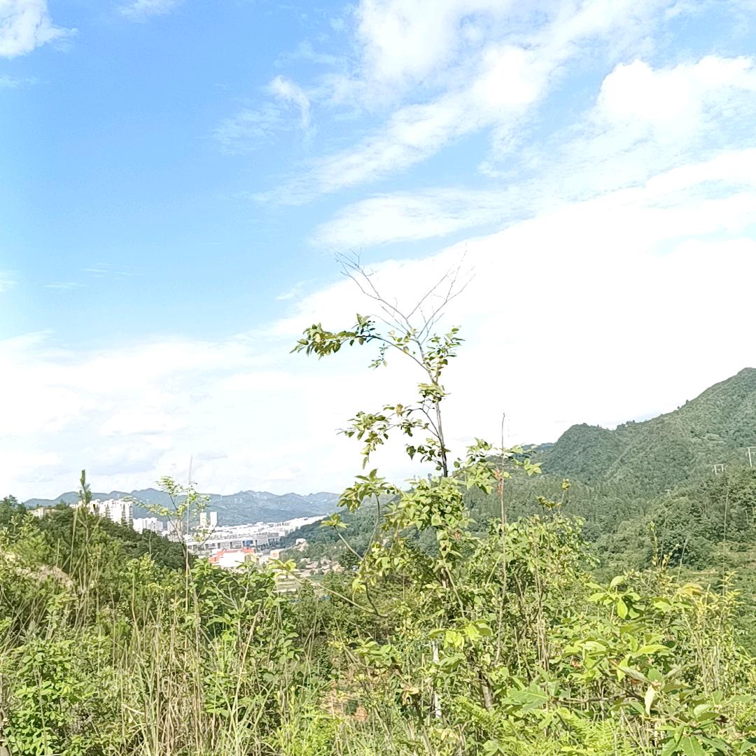 乘风