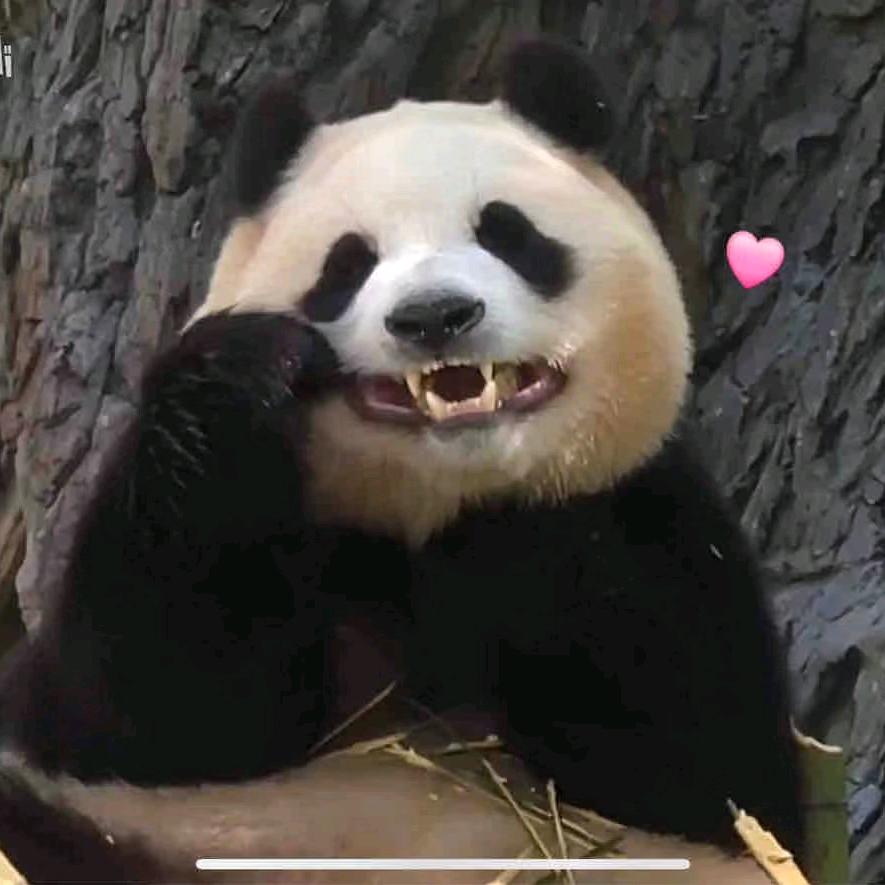 山月无言