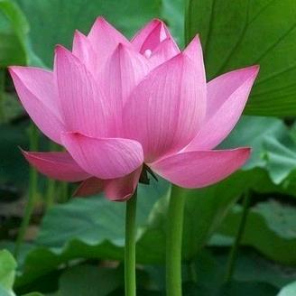 静心赏月