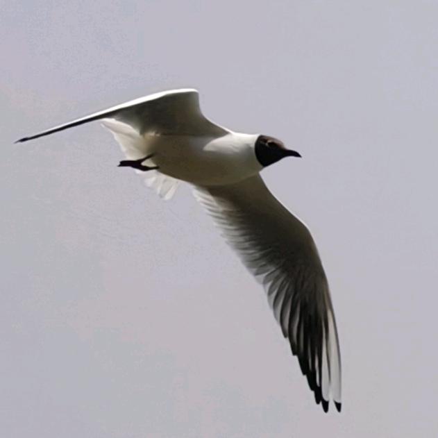 蛇年追光者-芒果旅游