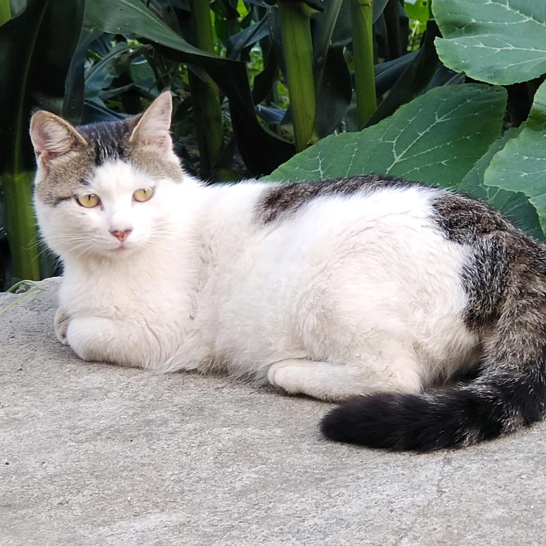 ԅ心比柠檬🍋ԅ酸