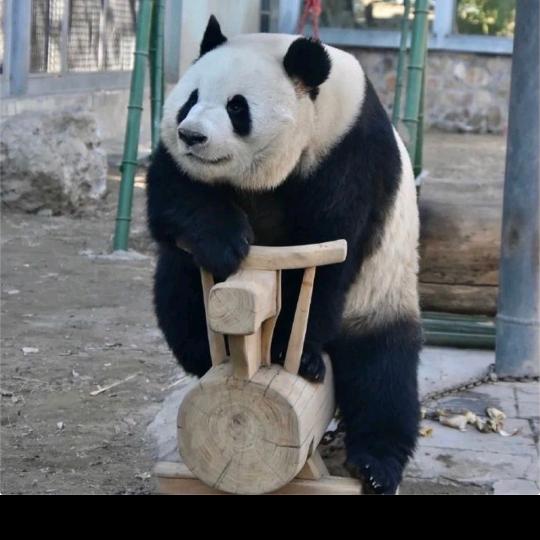 牛油果