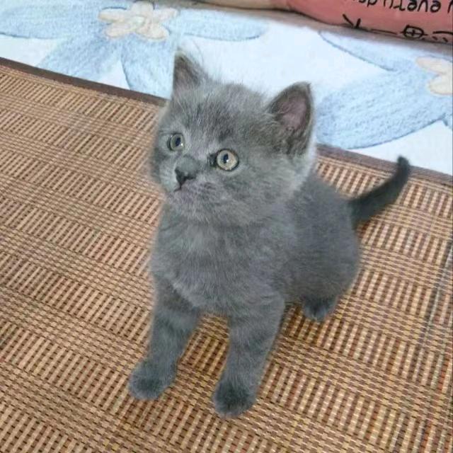 小猫，