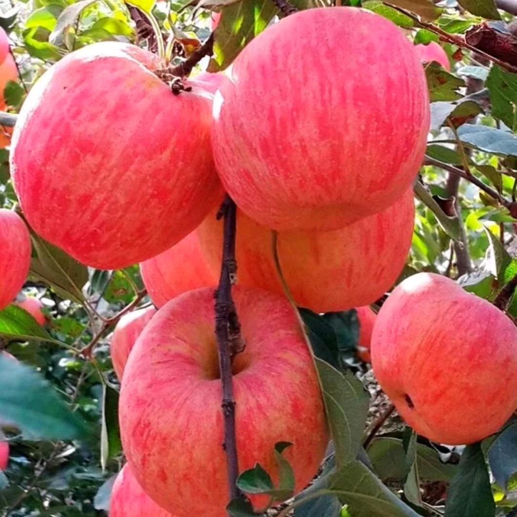 烟台栖霞忠坤苹果