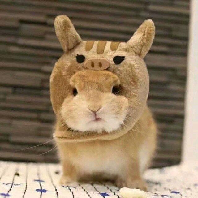 斯博巴