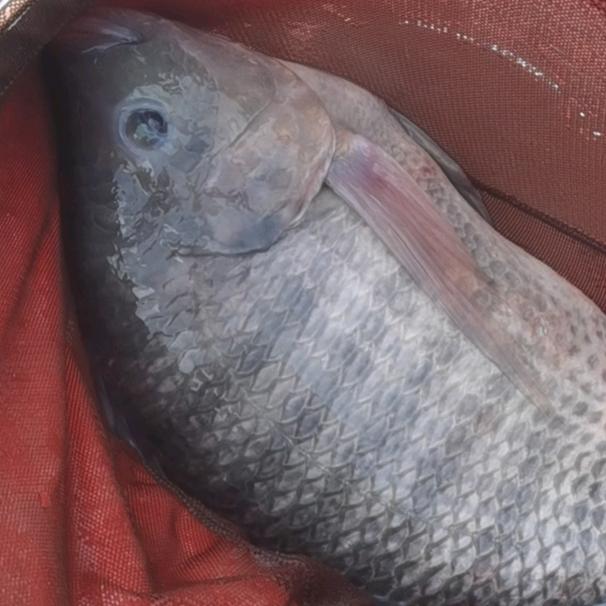 渔者阿伟（无结子线，主线，贴牌，代工）