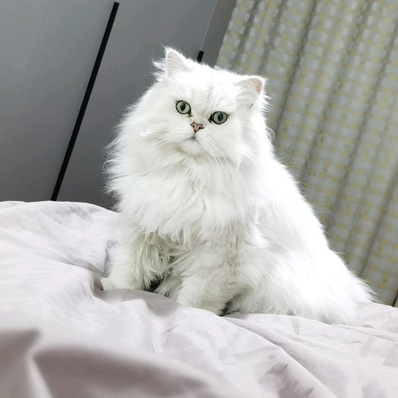 宠🐱爱生活🍀
