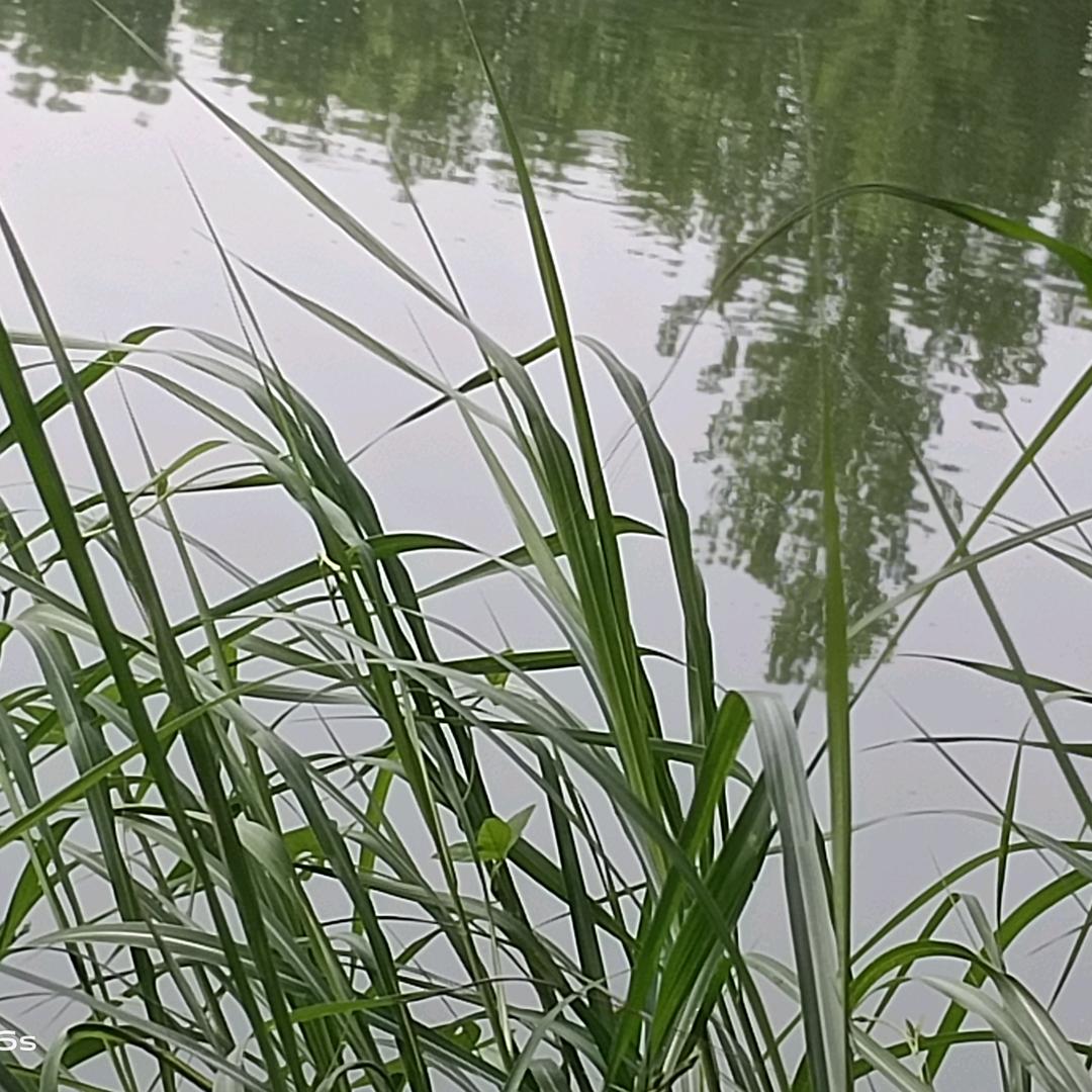 轩宝
