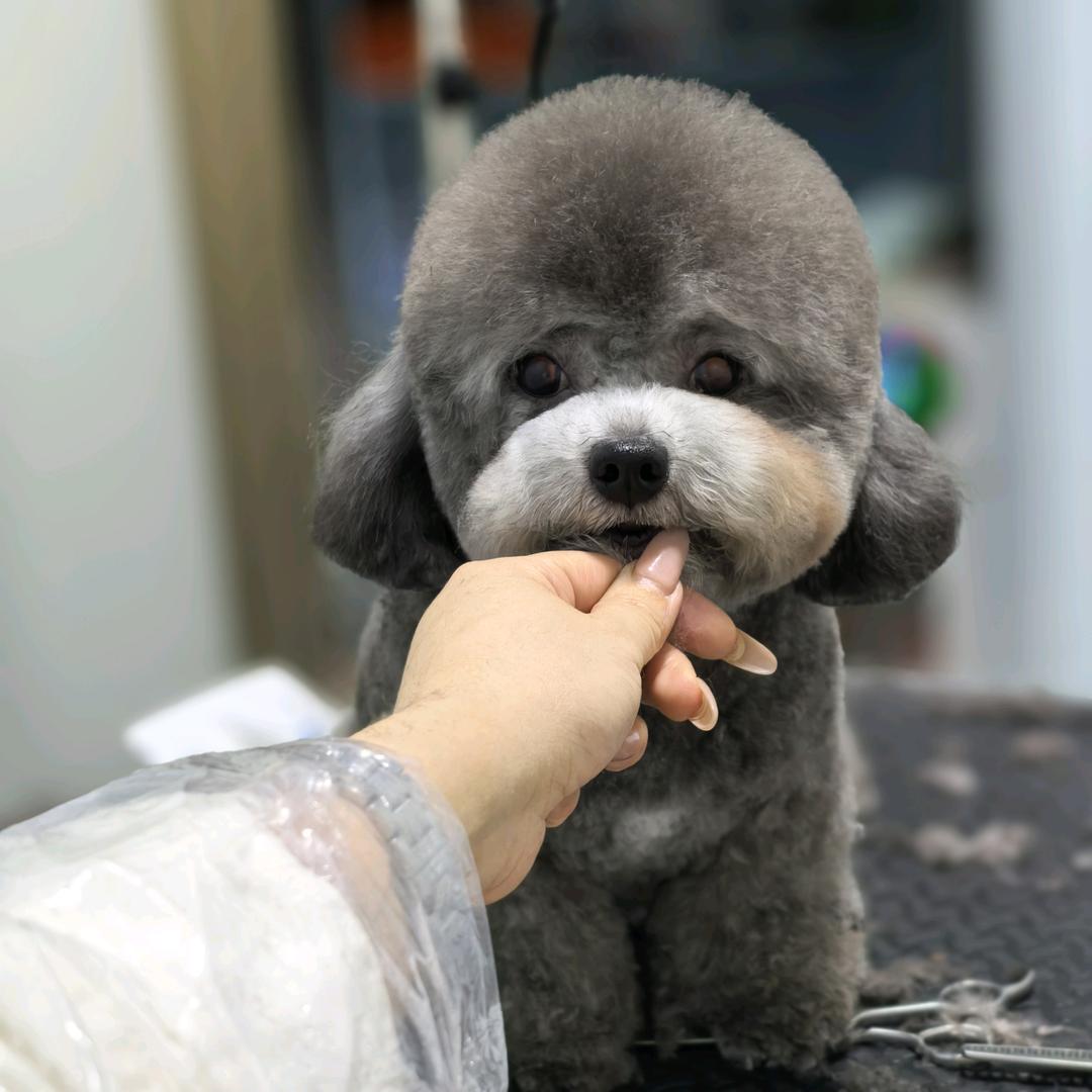 库尔勒神犬小七宠物店