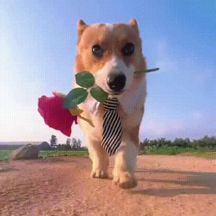 一体杆维修代发（招代理）