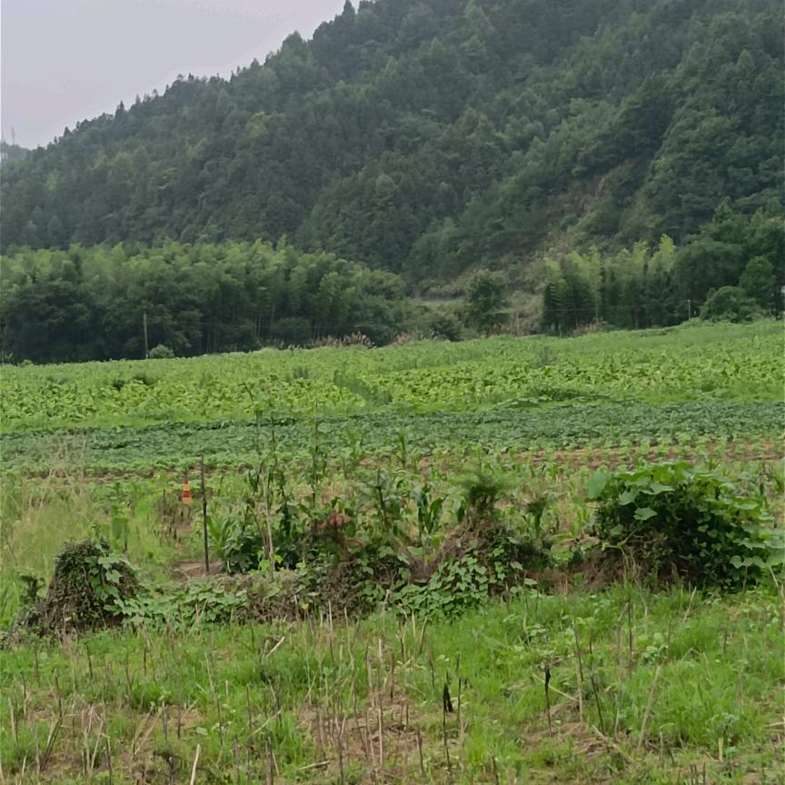 放弃你没勇气。💔