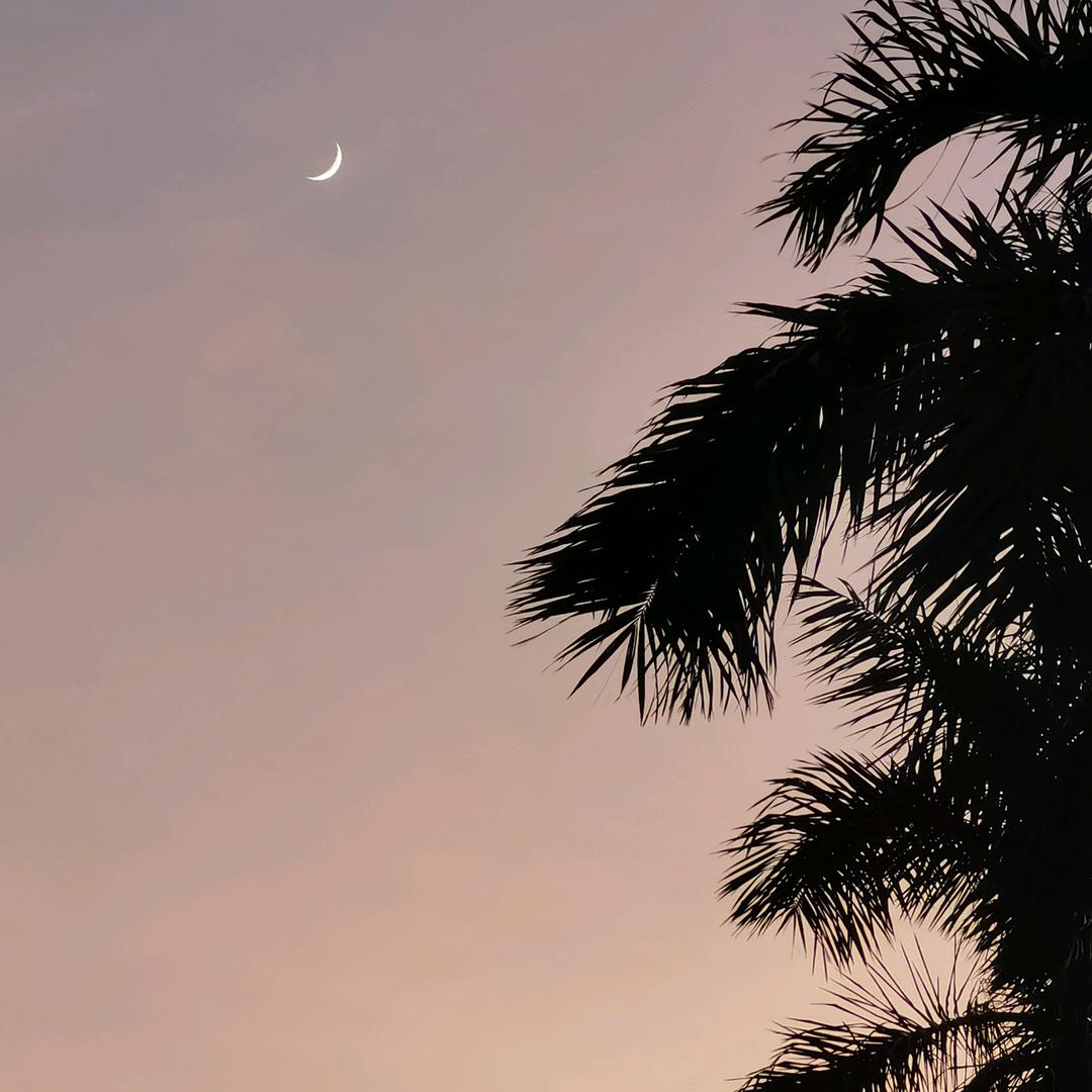 噗噗的菠萝头🍍