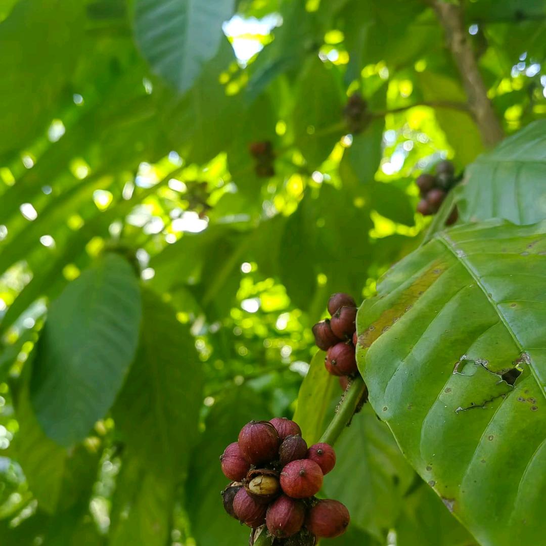 万宁兴隆（外婆👵咖啡园）