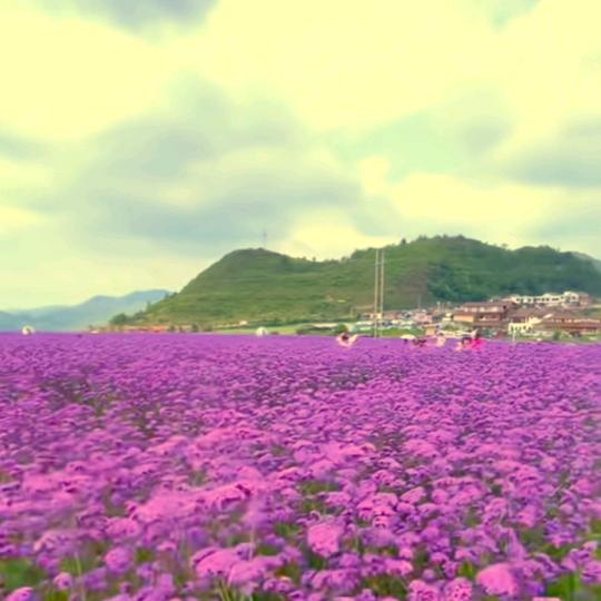 清风姐