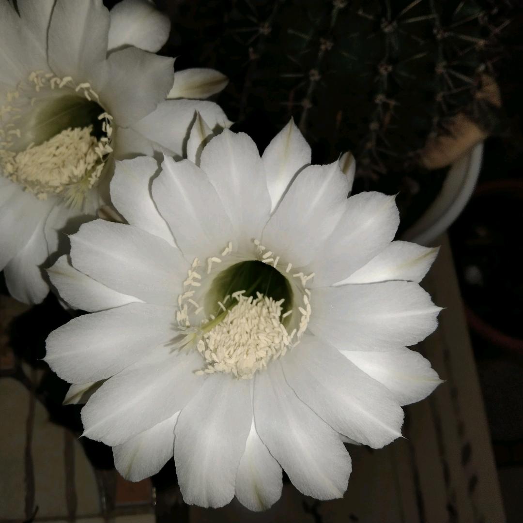 阿里呱呱瓜田分瓜