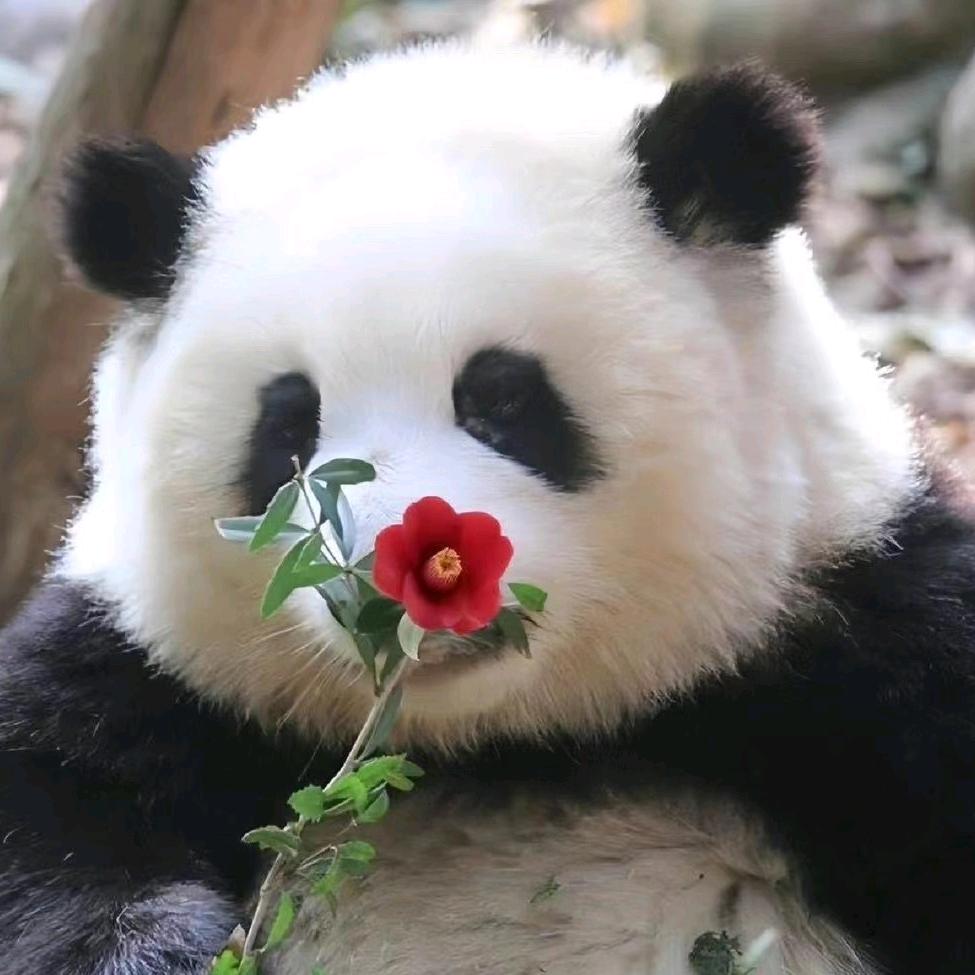 捎一抹暖阳头像