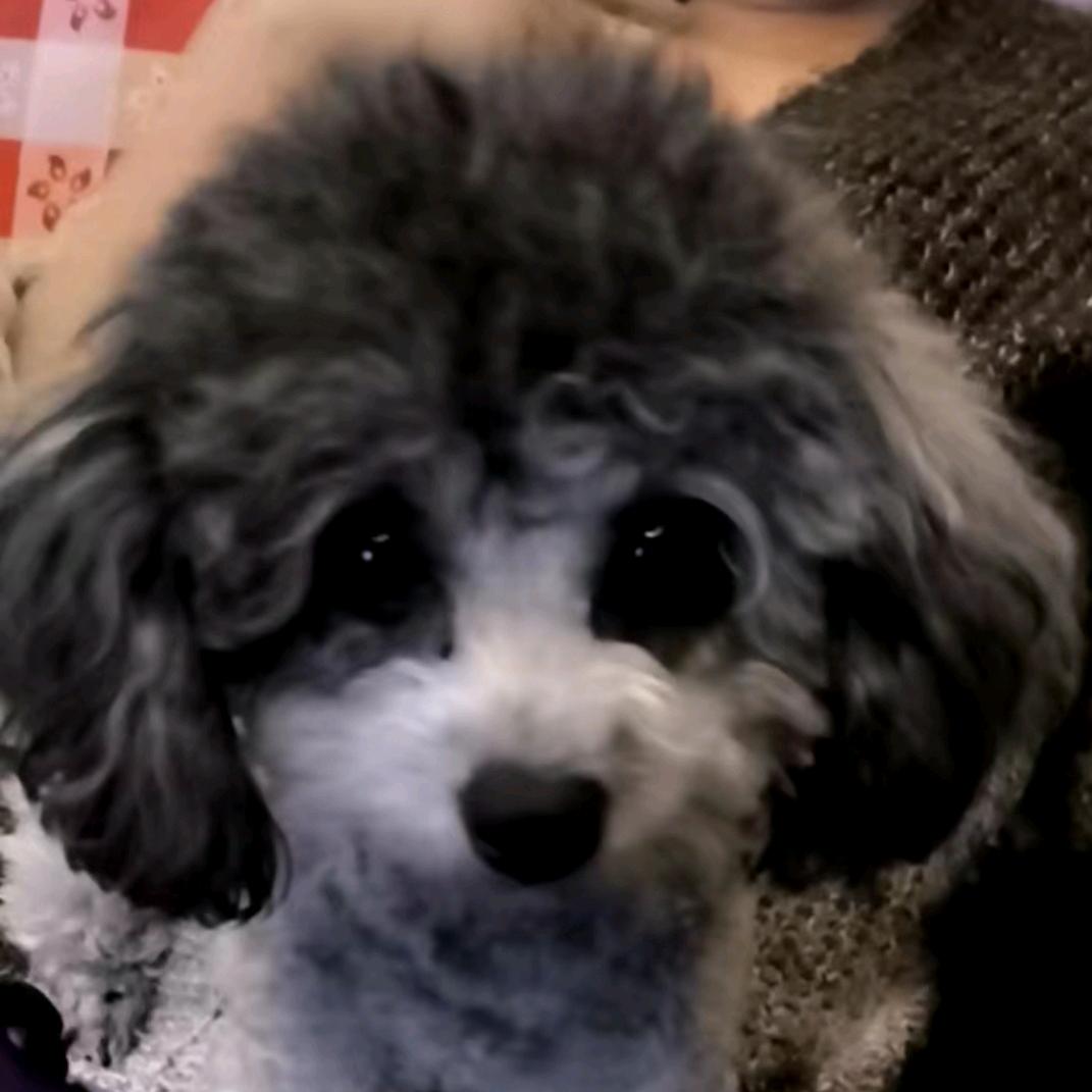 营口毛孩子宠物-只卖本地现货