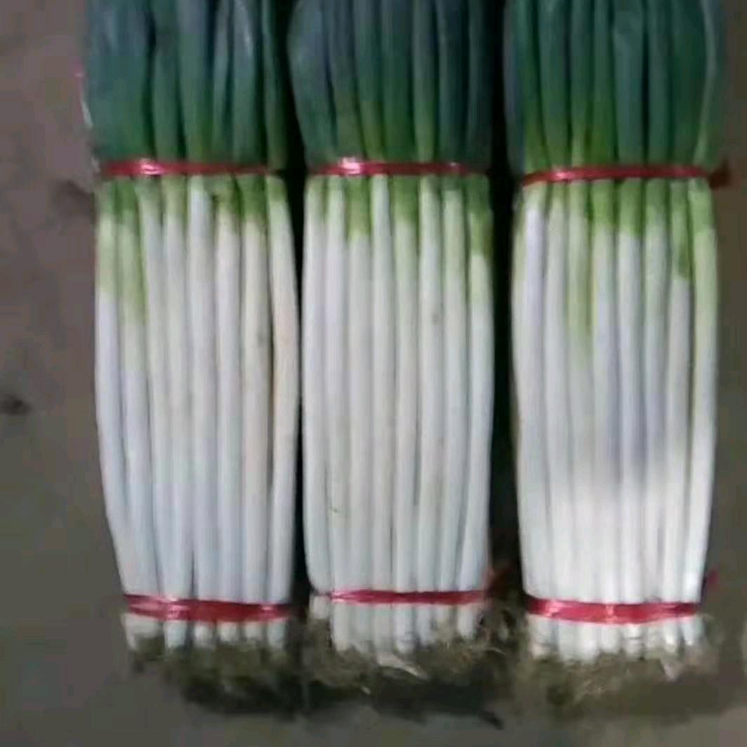 安丘坤琦种业铁杆钢葱苗育苗基地