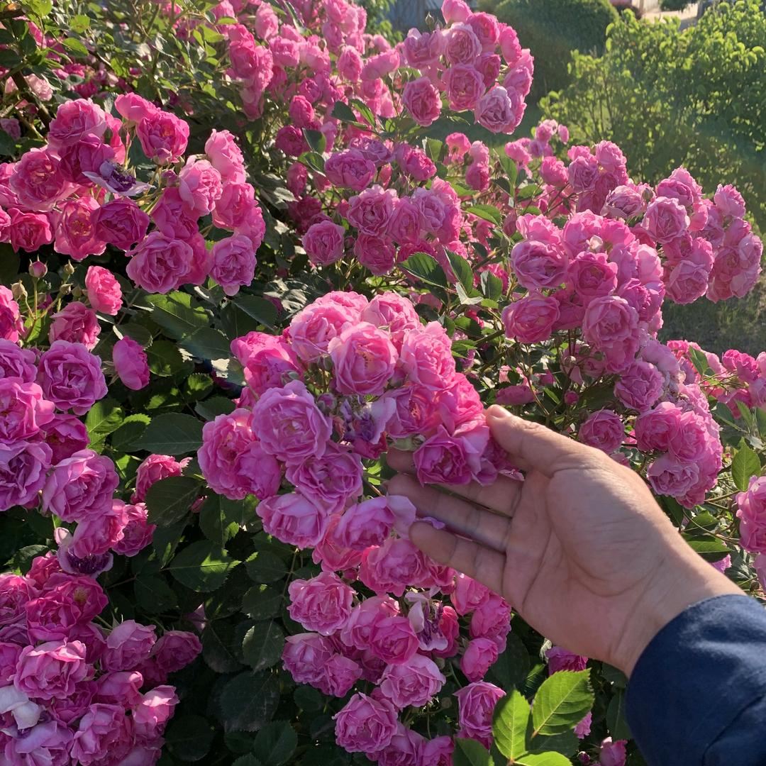 丽丽暴富