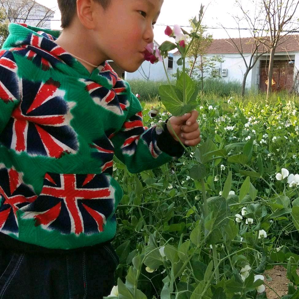 北方的狼