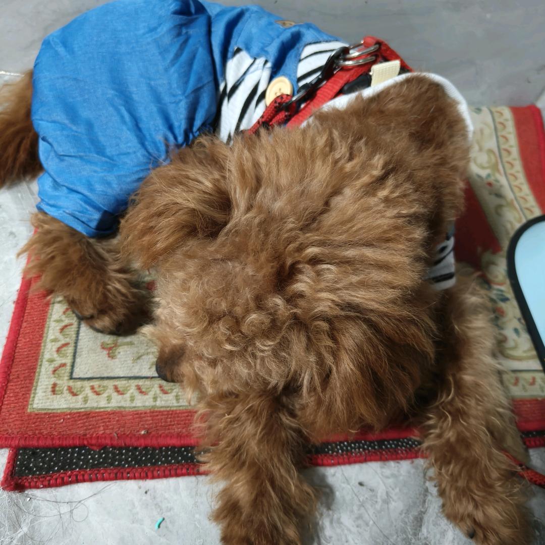 卷卷是毛孩子