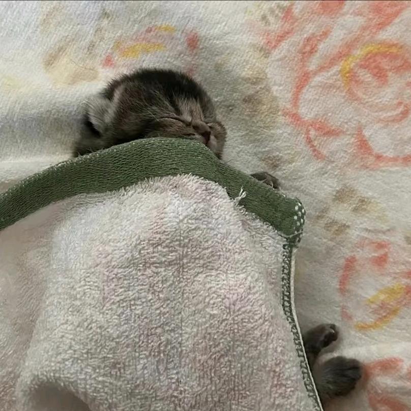 没话说了♞