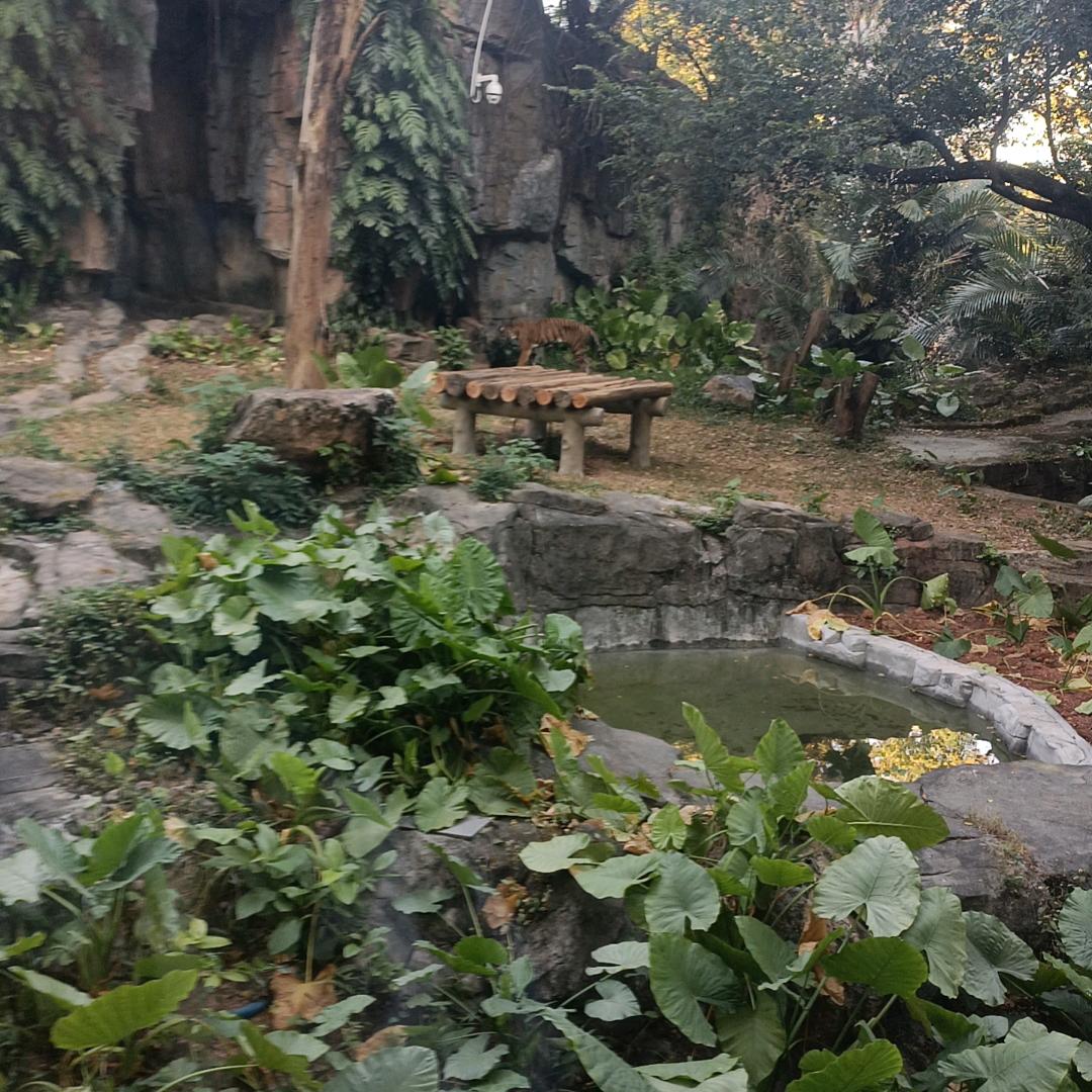 泰山