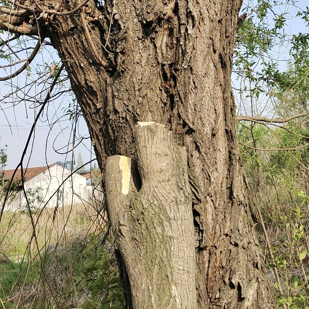 老潘收树