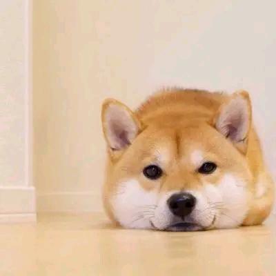 绝对领域