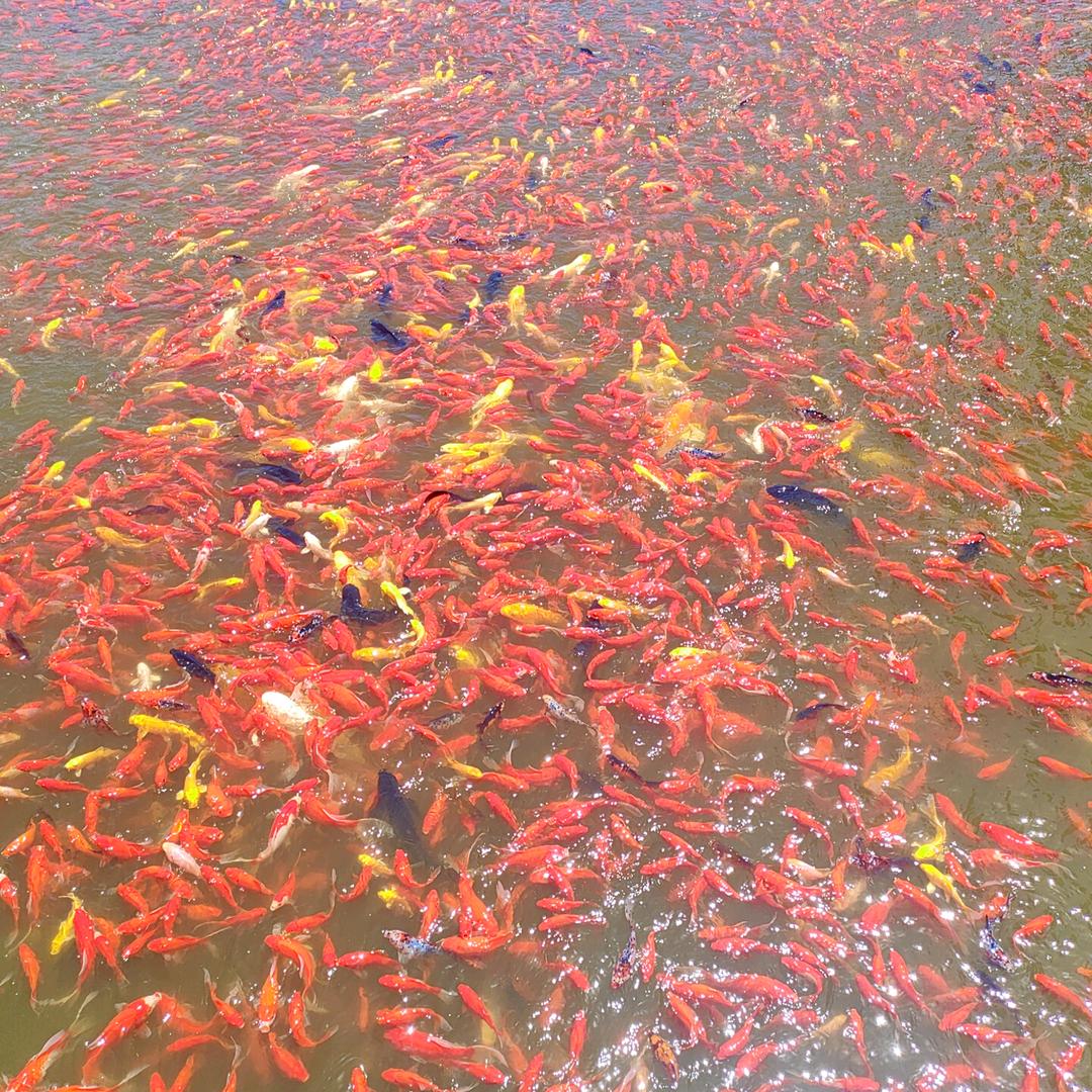 小双水产养殖批发