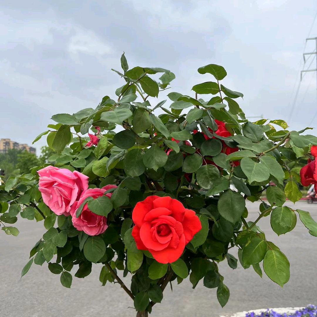 瑞瑞奶奶